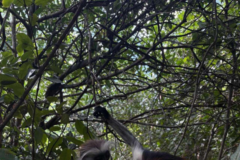 Zanzibar: Spice Farm, Jozani Forest & Salaam Cave Tour Private tour without hotel transfer