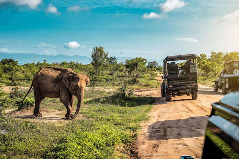In the Wild: Minneriya National Park Safari from Sigiriya
