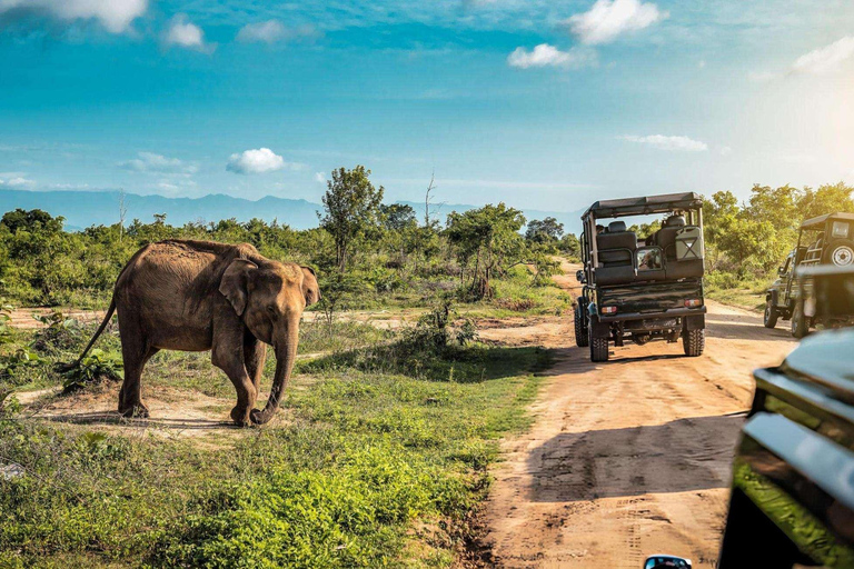 In the Wild: Minneriya National Park Safari from Sigiriya