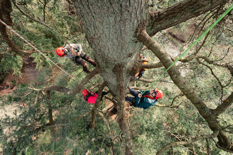 Vancouver Tree Climbing Tour: Canopy Expedition Adventure