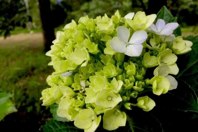 Kandy: Nuwara Eliya and Ambewela Train Station Tour