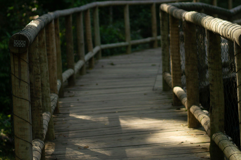 Cairns: Daintree Rainforest & Cape Tribulation Minibus Tour Cairns CBD Hotel Pickup