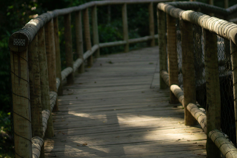 Cairns: Daintree Rainforest & Cape Tribulation Minibus Tour Cairns CBD Hotel Pickup