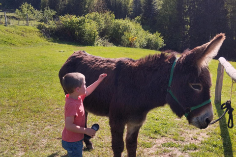 Luvigny: Donkey discovery walk Luvigny: Discovery walk with donkeys