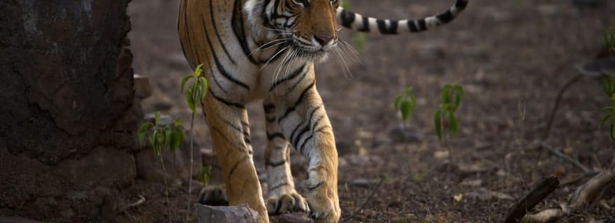 Ranthambore : safari dans la jungle de la réserve de tigres