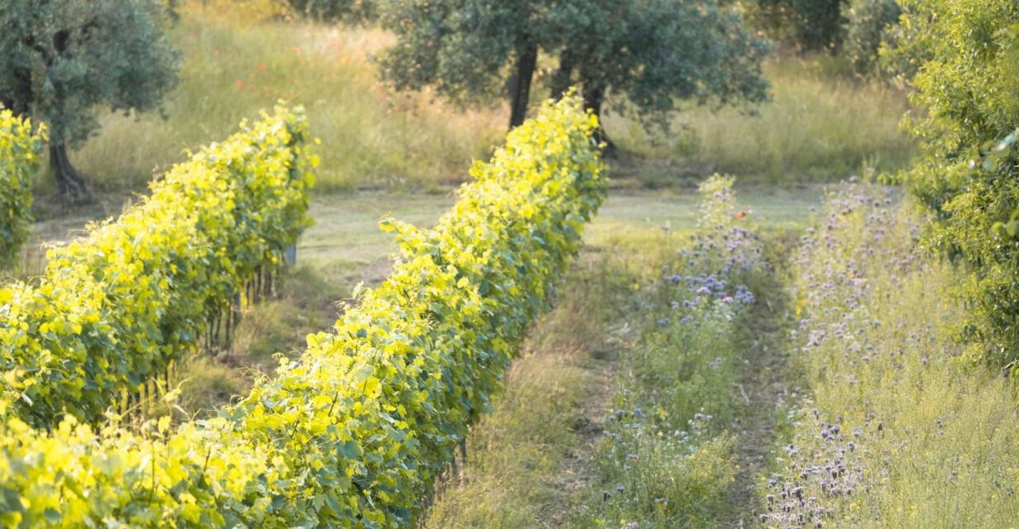 San Gimignano, Wine and Food Tasting on an Organic farm - Housity