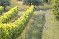 San Gimignano, Wine and Food Tasting on an Organic farm - Housity