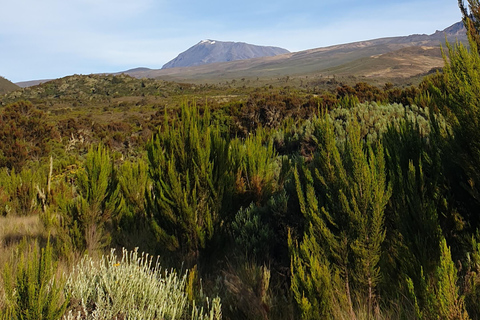 Randonnée d&#039;une journée sur le mont Kilimandjaro à travers la porte de Maranguprix de groupe