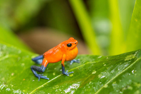 Parque Nacional de Carara: Paseo guiado Carara Costa Rica Naturaleza