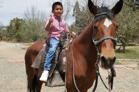 Ica Tour: Tradition and horseback riding of the Peruvian Paso Horse