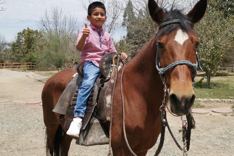 Ica Tour: Tradition and horseback riding of the Peruvian Paso Horse