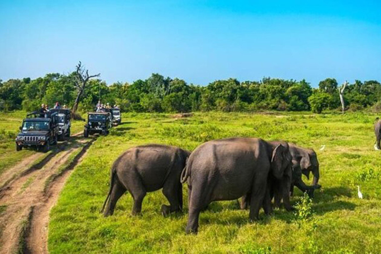 Kandy: Pidurangala Rock, Ritigala & Kaudulla Safari Tour