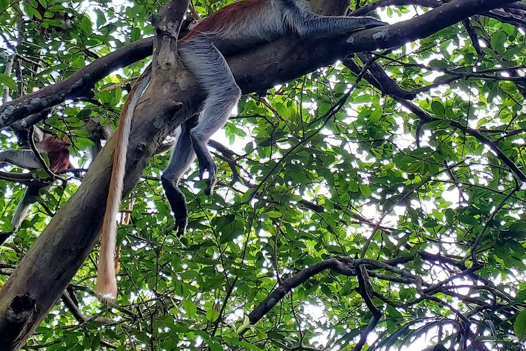 Zanzibar: Masingini Forest, Monkeys & Zipline adventure Masingini Forest, Monkeys & Zipline adventure & transfer