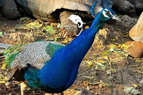 Zanzibar: Safari Blue with Snorkeling and lunch