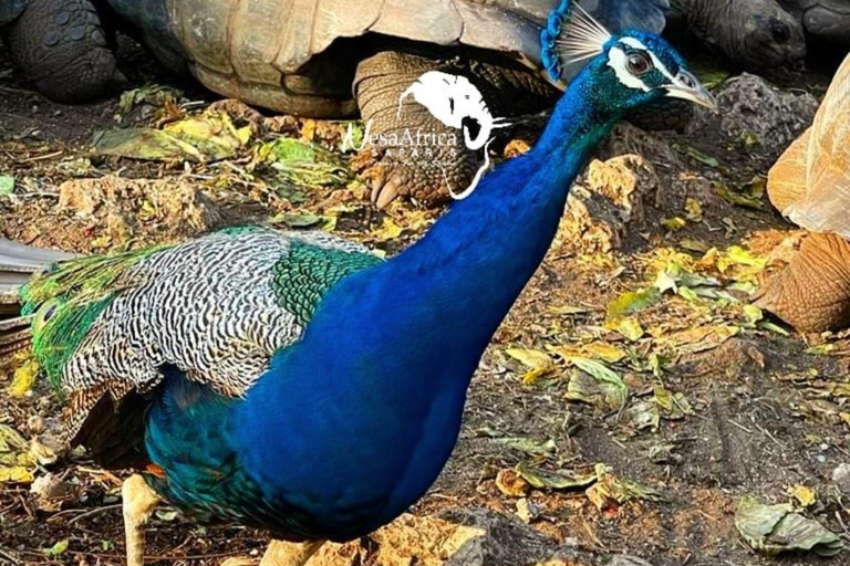 Zanzibar: Safari Blue with Snorkeling and lunch