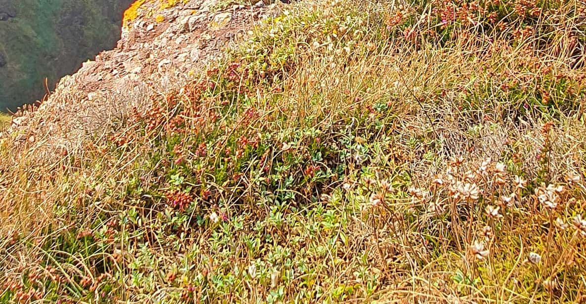 Wexford Hell Hole & Back Sea Cave Kayaking GetYourGuide