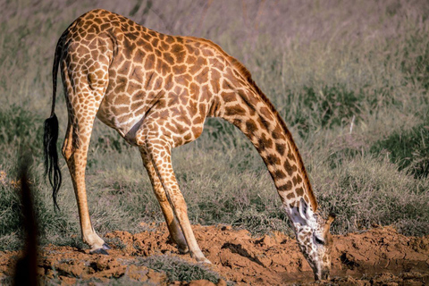 Safari w Amboseli, Tsavo East, Tsavo West i Sanktuarium