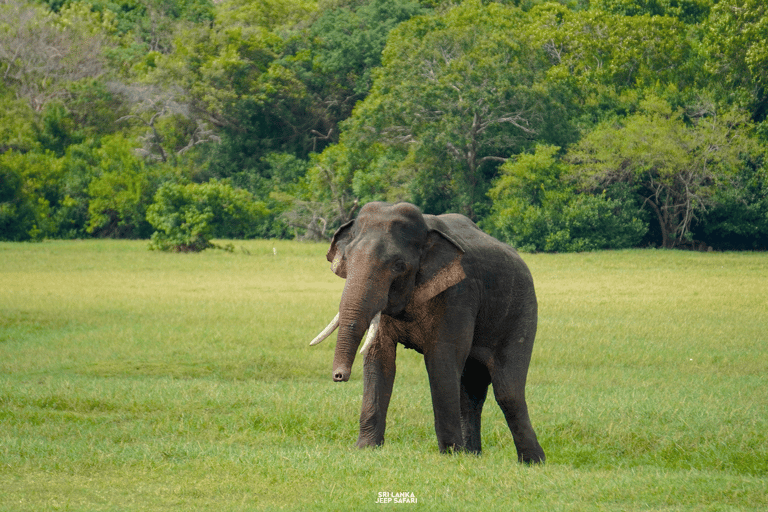 Kaudulla: tour di safari con gli elefanti al tramonto e visite alla fauna selvatica