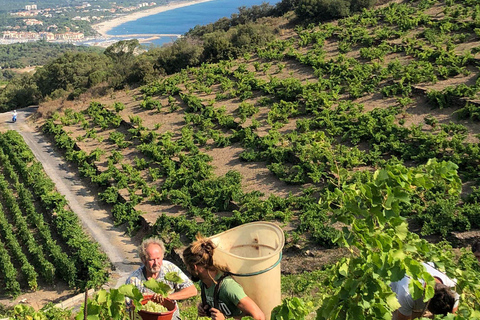 Collioure: Unusual wine tasting around Collioure and Banyuls Collioure: Unusual food tasting around Collioure and Banyuls