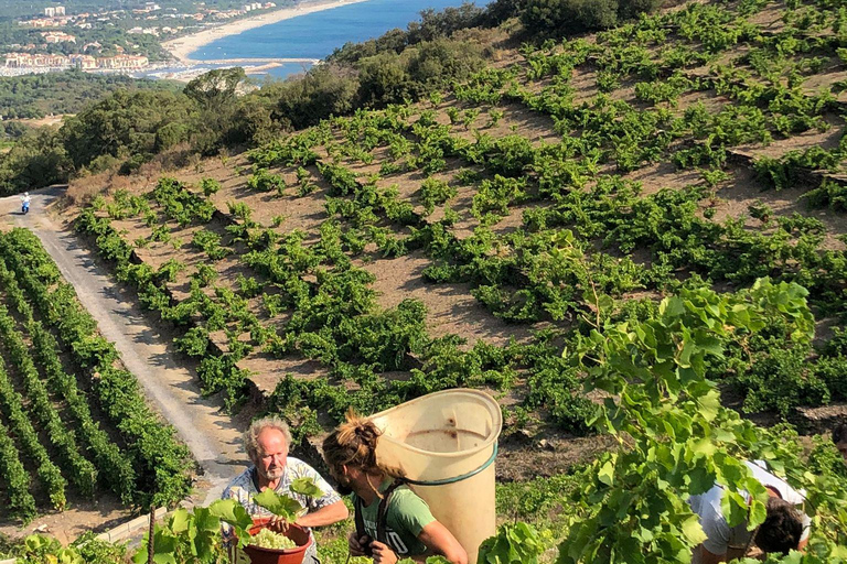 Collioure: Unusual wine tasting around Collioure and Banyuls Collioure: Unusual food tasting around Collioure and Banyuls