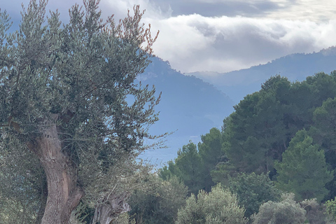 Expérience de la randonnée dans la Sierra de TramuntanaSierra de Tramuntana - randonnée hivernale