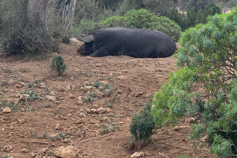 Expérience de la randonnée dans la Sierra de TramuntanaSierra de Tramuntana - randonnée hivernale