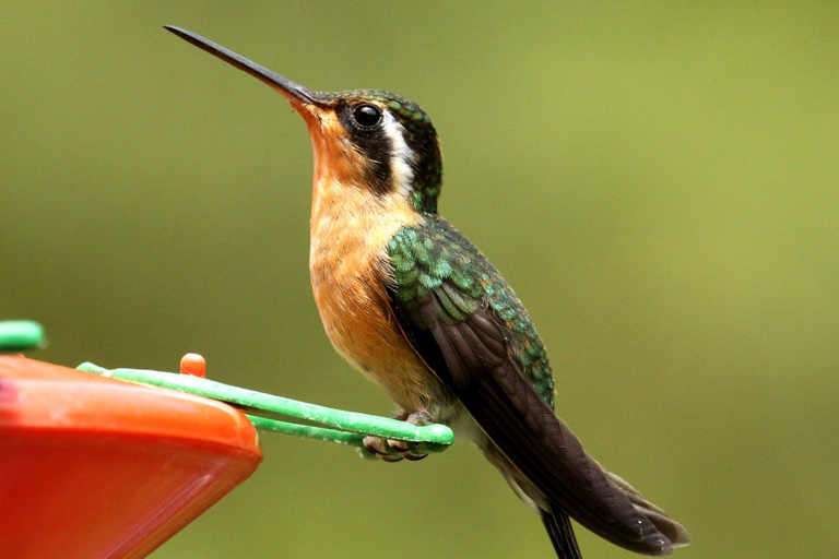 Carara National Park: Beste Tour Carara National Park - Ein Tag