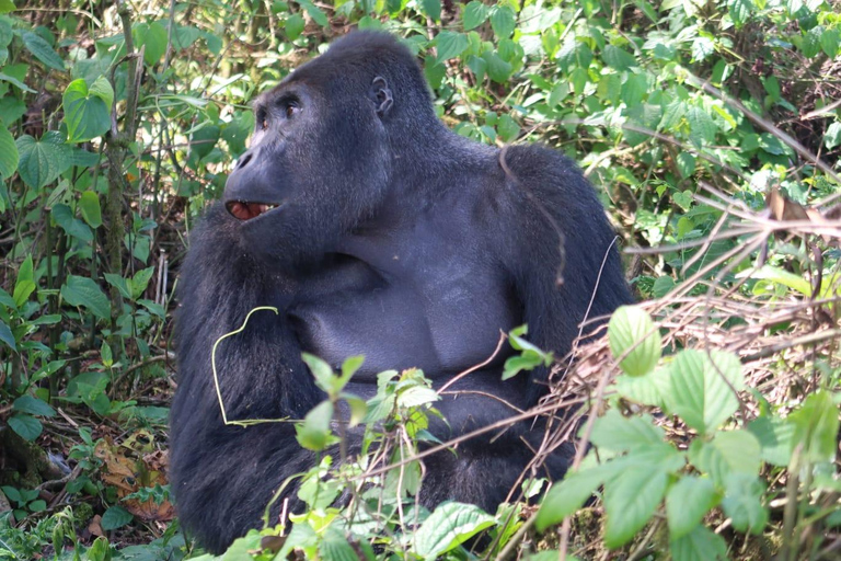 Desde Kigali: Safari de 4 días de senderismo con gorilas y chimpancés