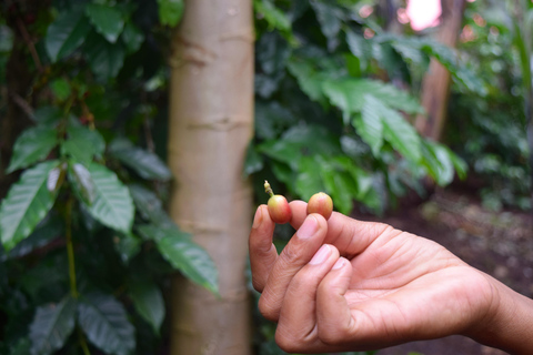 Arusha: Coffee Tour &/Or Pottery Lesson Coffee Tour