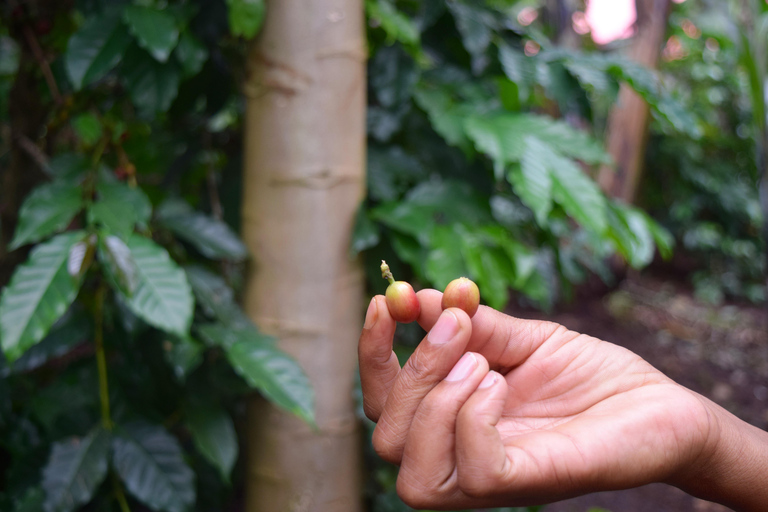 Arusha : Visite des cafés et/ou cours de poterie avec déjeunerTournée des cafés