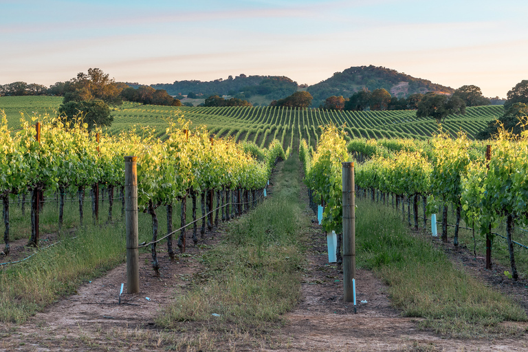 From San Francisco: Guided Napa & Sonoma Wine Country Tour Napa & Sonoma, California's Wine Regions: Wine Fees Included