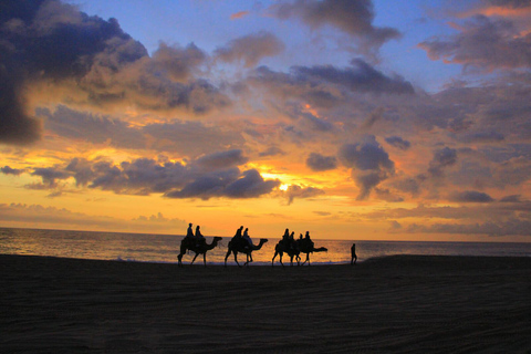 Cabo San Lucas : Balade à dos de chameau sur la plage