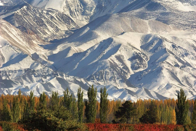 Circuit « Route des vins de Mendoza »Circuit œnologique dans la région de Mendoza