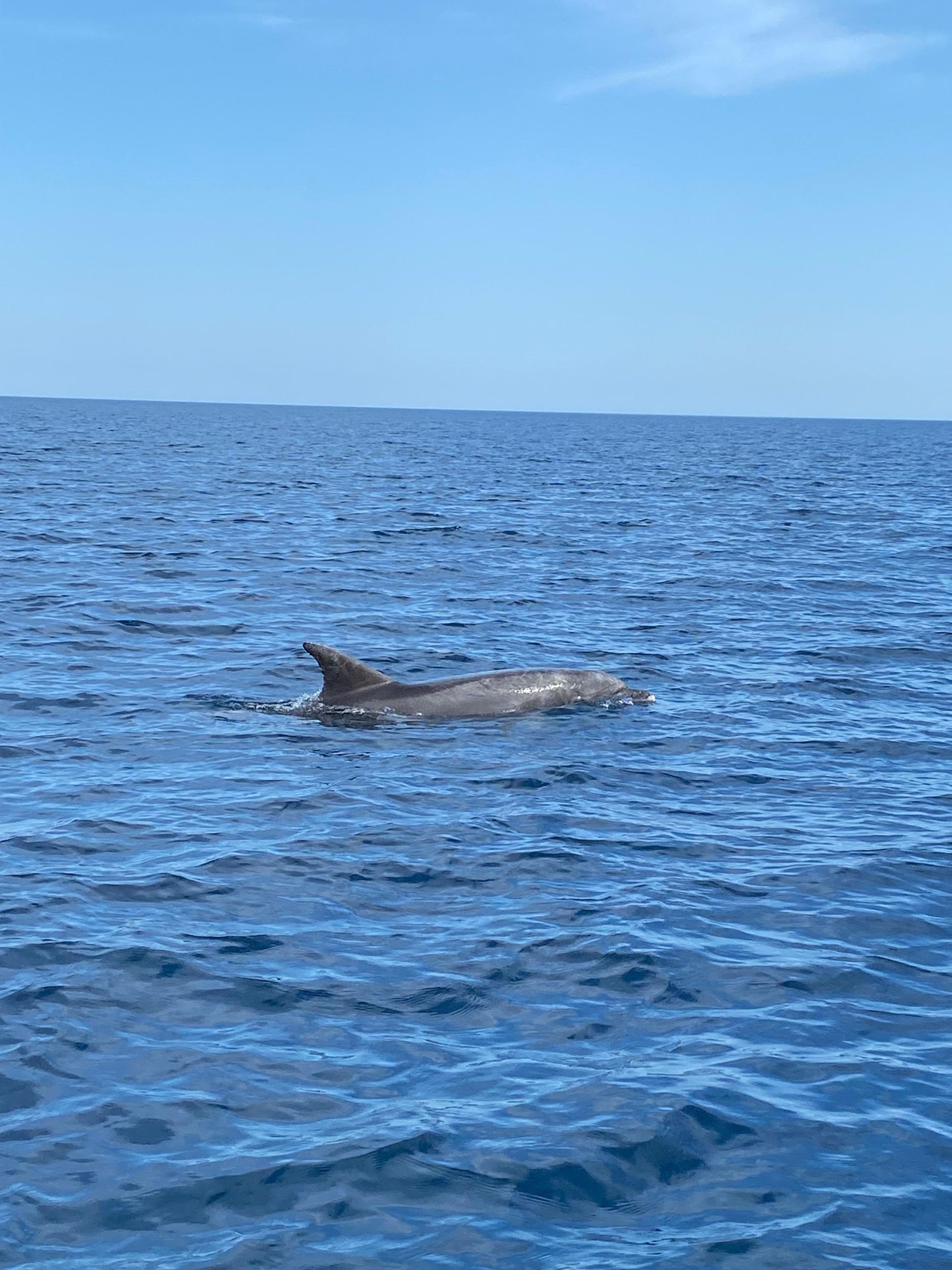 Olbia: Bootstour zur Delfinbeobachtung und zum Schnorcheln