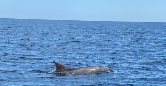 Olbia: Bootstour zur Delfinbeobachtung und zum Schnorcheln