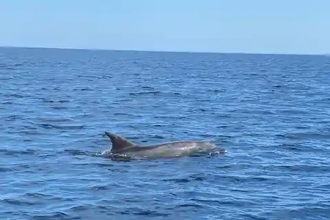 Olbia: Boat tour to watch Dolphins and snorkeling