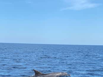 Olbia: Boat tour to watch Dolphins and snorkeling