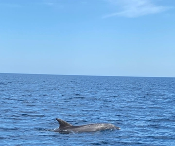 Olbia: Boat tour to watch Dolphins and snorkeling
