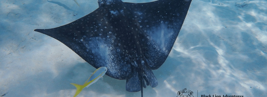 Visite d'une jounée de plongée en apnée à Hol Chan (tout compris)