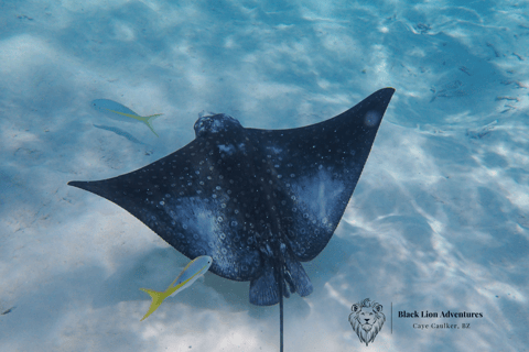 All-Inclusive Full-Day Hol Chan Snorkeling TourShared Tour