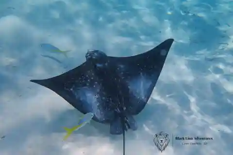 Visite d'une jounée de plongée en apnée à Hol Chan (tout compris)