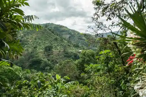 Blue Mountain Tour: A Half-Day Escape from Kingston