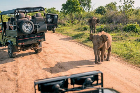 Colombo to Sigiriya Privert Transfer: Optional Minneriya Minneriya Safari
