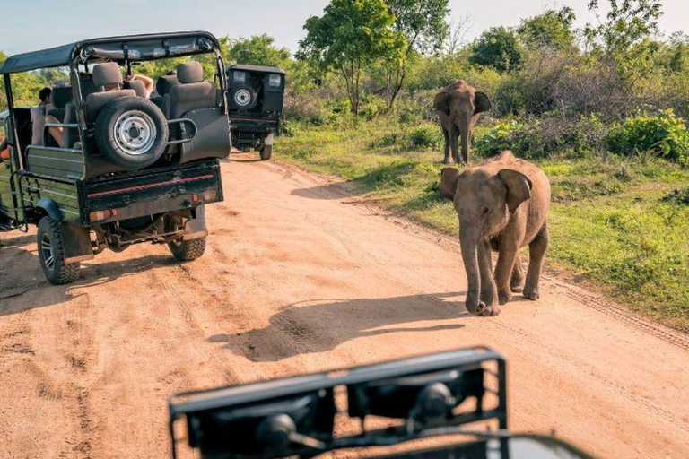 Colombo to Sigiriya Privert Transfer: Optional Minneriya Minneriya Safari