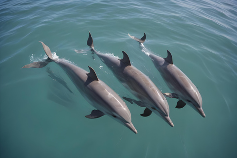 Plongée dans le lagon d&#039;El Gouna et plongée avec les dauphins, avec déjeuner