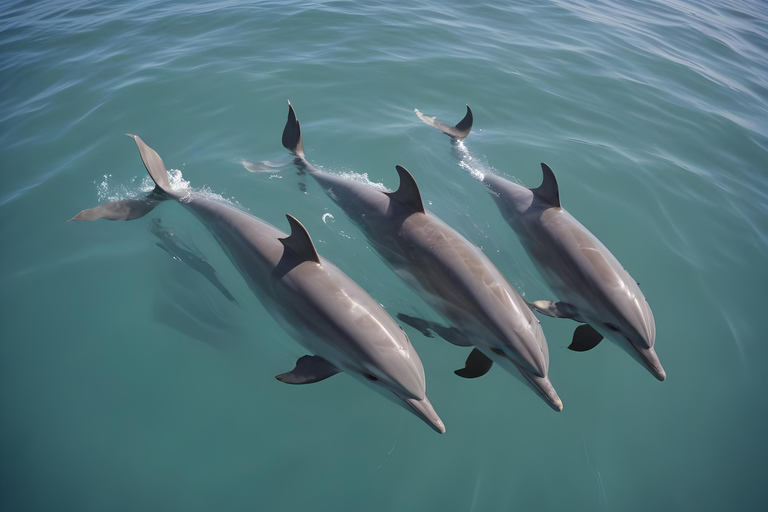 Lagoa de El Gouna e mergulho com golfinhos com almoço