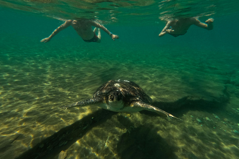 Mirissa: Sea Turtle Conservation Experience with Snorkeling