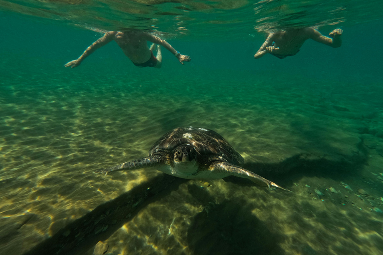 Mirissa: Sea Turtle Conservation Experience with Snorkeling