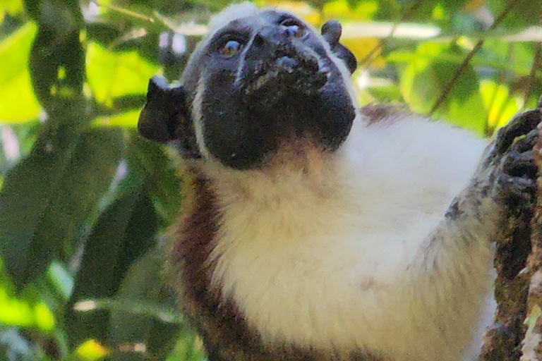 Panama City: Ancon Hill Eco-Walk with Wildlife Spotting