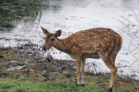 Sigiriya: Private Wilpattu National Park Safari Day Tour